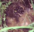 Young owl chick in its nest at the Imperial Grasslands.